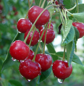 528011_detay.jpg