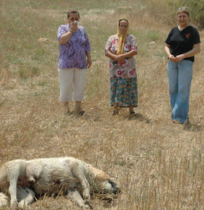 Adana'da köpek katliamı