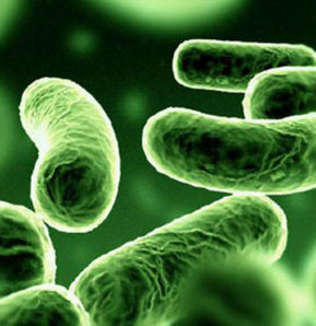 Bakteriler protein zengini gıdaları tercih ediyor