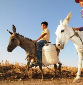 Irak'ta "Eşek Partisi" kuruldu