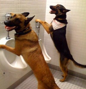 Köpekler sahibini taklit ediyor