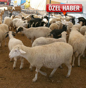 4 büyük şehir için kurban rehberi