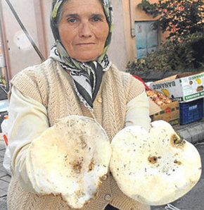 güngör sipahioğlu