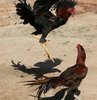 Horoz adamı bıçakladı 