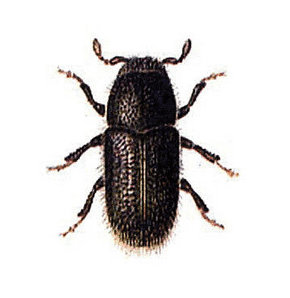 606086_detay.jpg