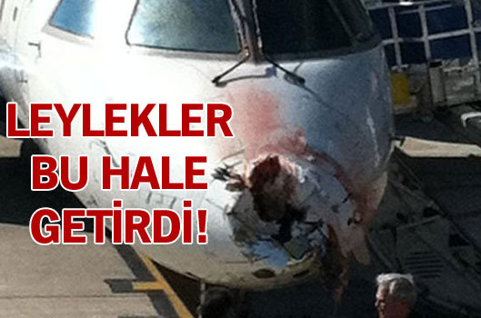 Leylekler bu hale getirdi!