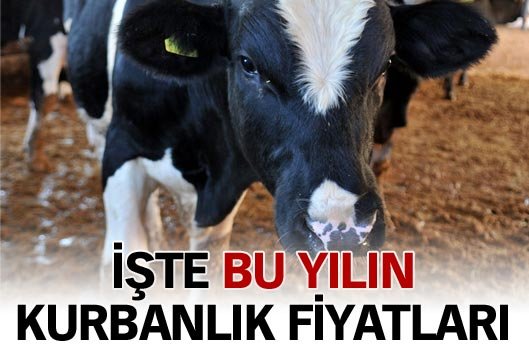 Kurbanlık fiyatları belli oluyor
