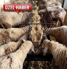İşte kurbanlık fiyatları!
