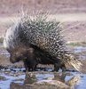 Kirpi deprem habercisi mi?