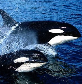 orca PETA Florida