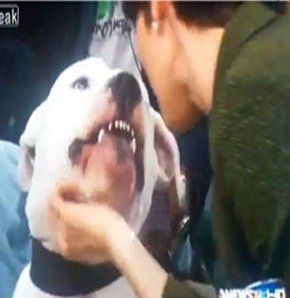 Sunucuya köpek saldırısı
