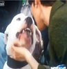 Köpek canlı yayında spikeri parçaladı! VİDEO