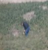 "Ben de Kürdüm, kurtarın bizi bu şerefsizlerden" harekete geçirmiş!