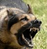 Sokak köpekleri dehşet saçtı: 1 ölü