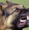 Köpekler yine saldırdı!