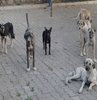 Sahipsiz hayvanlar için hutbe