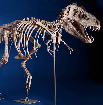Asyalı T-Rex'e milyon dolar