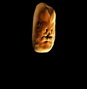 Inside Human Body, İnsan bedeninin İçinde