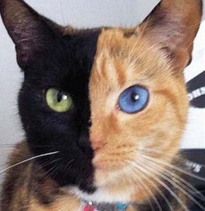 İki yüzlü kedi!