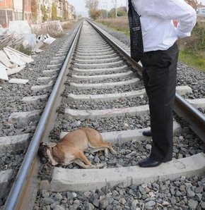 Kütahya'nın Tavşanlı ilçesinde boxer cinsi bir köpek tren raylarına tasmasından bağlanarak ölüme bırakıldı. Bir süre sonra oradan geçer bir yük trenide raylarda yatan köpeği farketmeyince üzerinden geçerek ölümüne neden oldu.