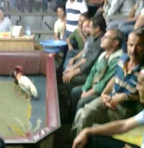İzmir’in Bornova İlçesi’nde, horoz dövüşü yapıldığı belirlenen ruhsatsız bir kahveye yapılan baskında 34 kişi yakalandı. Dövüştürülen 2 horoza el konulurken, yakalanan kişiler hakkında işlem yapıldı.
