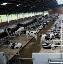 Türkiye süt üretimiyle AB'de!