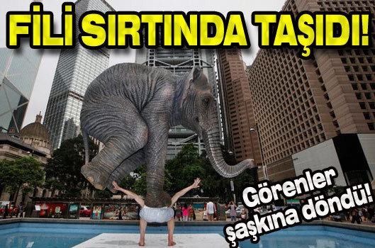 Fili sırtında taşıdı!