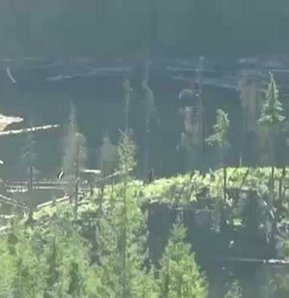 Goril-insan benzeri Koca Ayak’ın, gerçek olduğuna dair iddiaları güçlendirecek bir video internete düştü