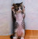 'Kedi lobisi'