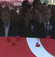 Çolpan İlhan'a hakkını helal etmedi
