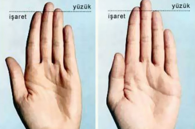 Organ büyüklüğü neleri etkiliyor?
