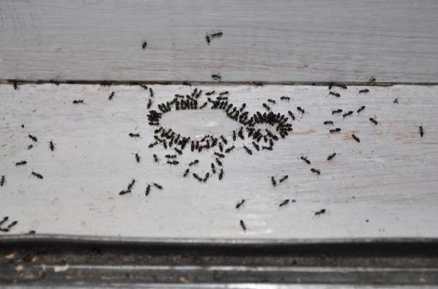 Karıncalardan kurtulmanın yolları ile ilgili görsel sonucu
