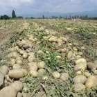 FİYATLAR 25 KURUŞA DÜŞÜNCE...