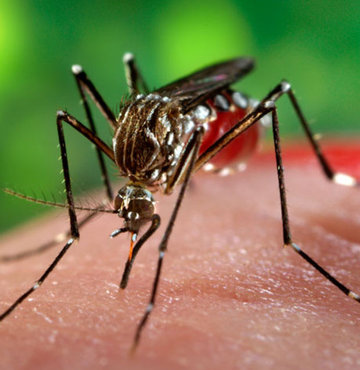 Boğaziçi Üniversitesi Zika virüsü için araştırma başlattı