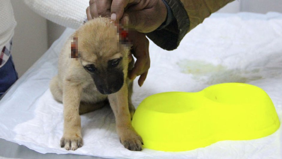 Gaziantepte bir aylık köpeğin kulağını kestiler 10