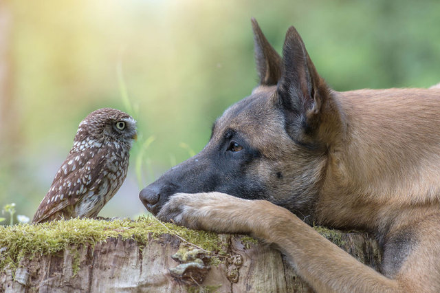 Baykuş ile köpeğin sıra dışı dostluğu