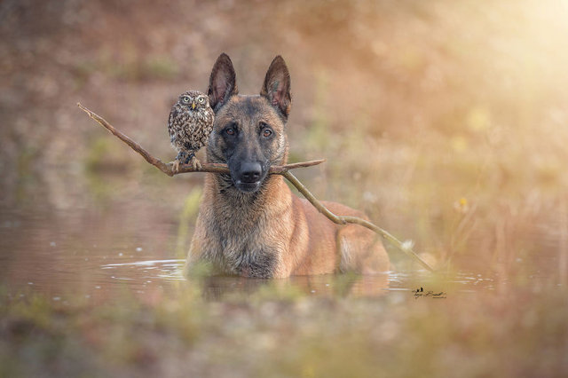 Baykuş ile köpeğin sıra dışı dostluğu