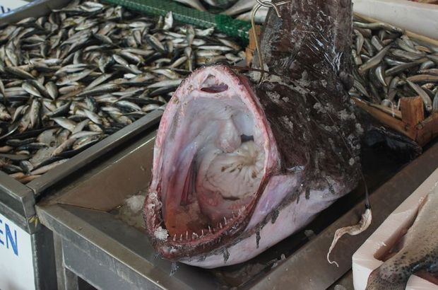 Marmara’dan çıkan dev fener balığı görenleri şaşırttı 2