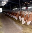 Ukrayna´dan Türkiye´ye sığır eti ihracatı için bir süredir devam eden görüşmelerde sona gelindiği bildirildi. Ukrayna Gıda Güvenliği ve Tüketiciyi Koruma Servisi