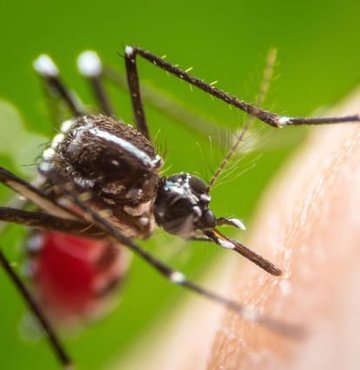 Araştırmaya göre sivrisineklerin kan grubu 0 olan kişileri ısırma ihtimali, kan grubu A olanları ısırma ihtimalinden iki kat daha yüksek... Florida Üniversitesinden Dr. Phil Koehler, parmak izi gibi insandan insana değişiklik gösteren metabolizma ve vücut kimyasının sivrisineklerin hedeflerini belirlemede önemli bir rol oynadığını belirtti