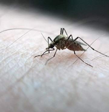 Alman uzmanlar uyardı Sivriler daha agresif