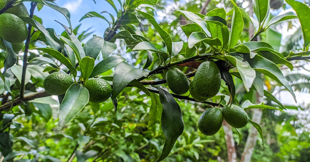 Avokado Ağacı Nasıl Nerede Yetiştirilir Avokado Ağacı Bakımı