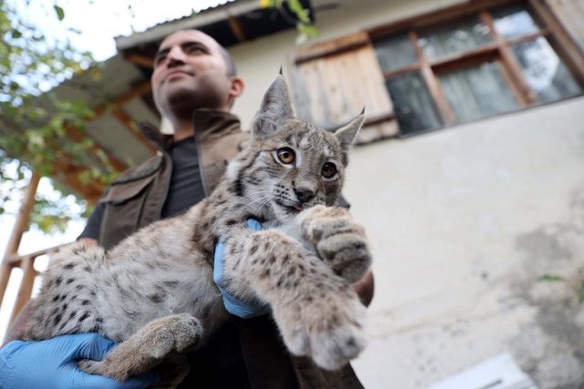 Son dakika Ormanda bulundu koruma altına alındı Sivas Koyulhisar da