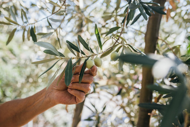 Sıradan bir ağaç değil Öyle etkileri var ki Zeytin ağacı neden kutsal