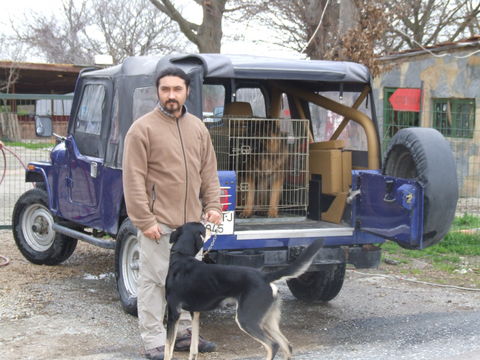 Köpek Taksi