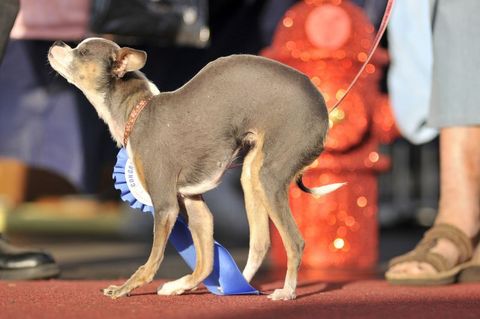 En çirkin köpek seçildi