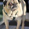 En çirkin köpek seçildi