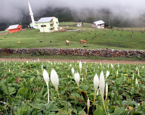 Karadeniz yaylaları Karadeniz yaylaları