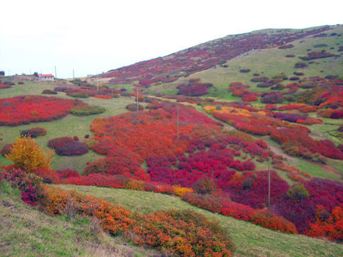 Karadeniz yaylaları Karadeniz yaylaları