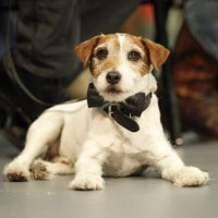 Altın Tasma ödüllü UGGIE!